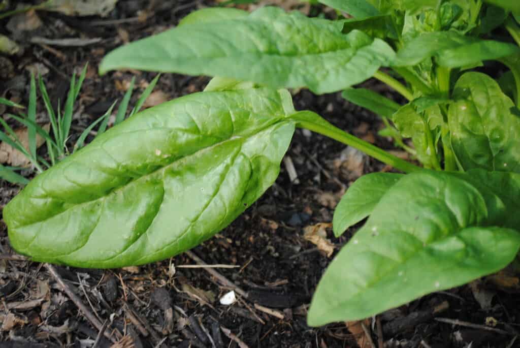 spinach in a garden