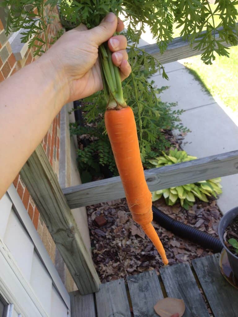 hand holding a freshly picked carrot