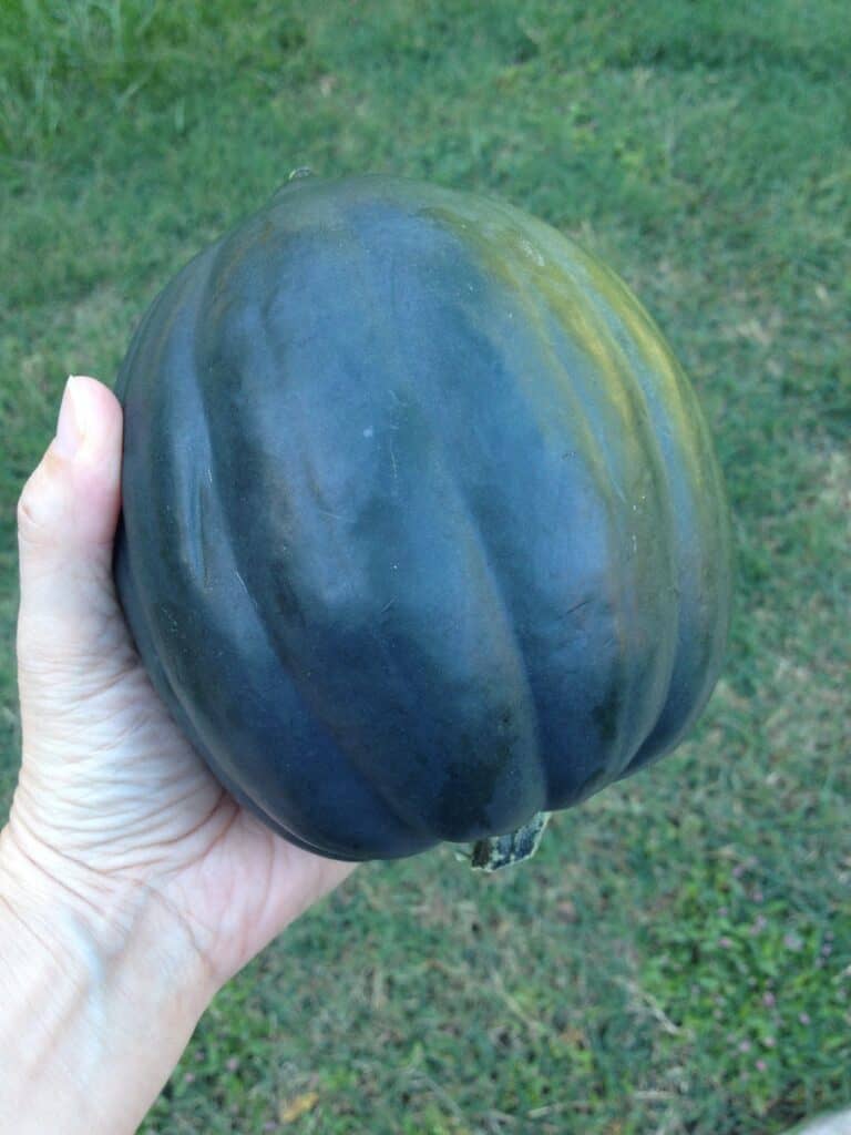 hand holding an acorn squash