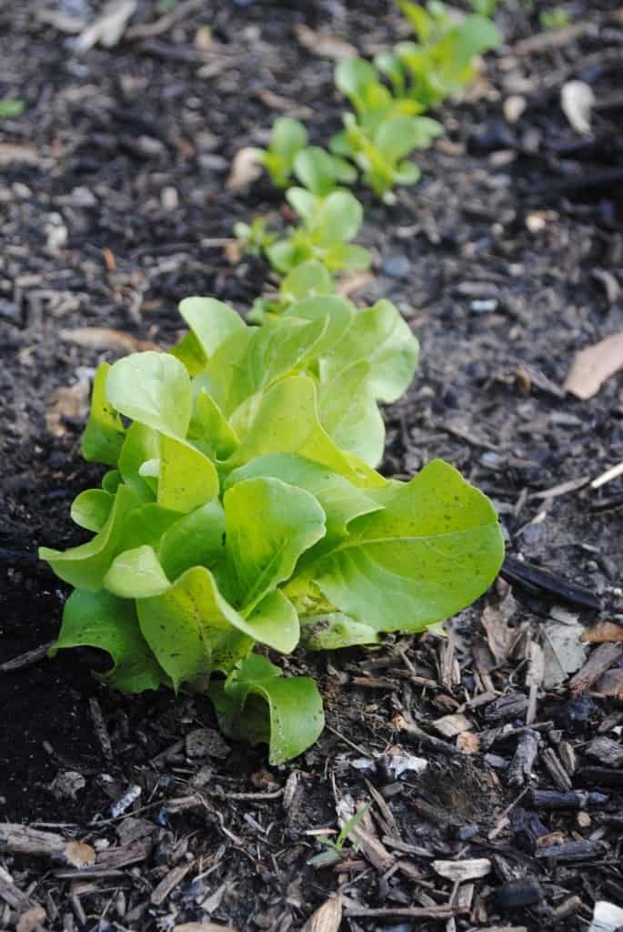 Lettuce growing in a beginner vegetable garden bed