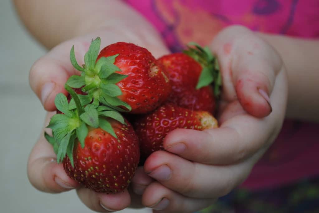 hands full of strawberries