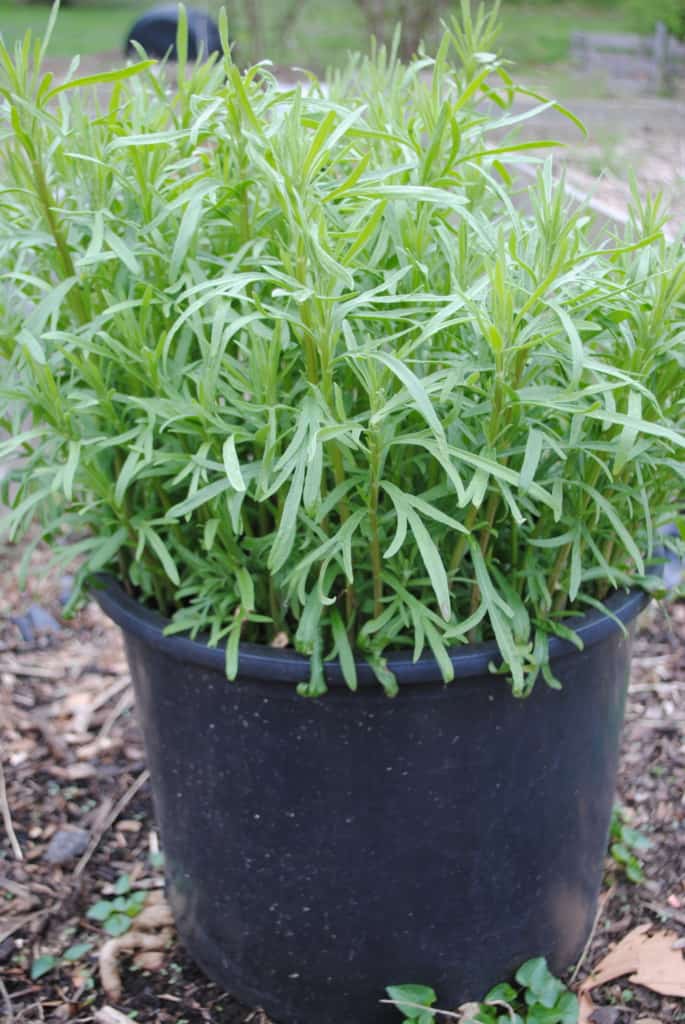 Tarragon growing in a pot