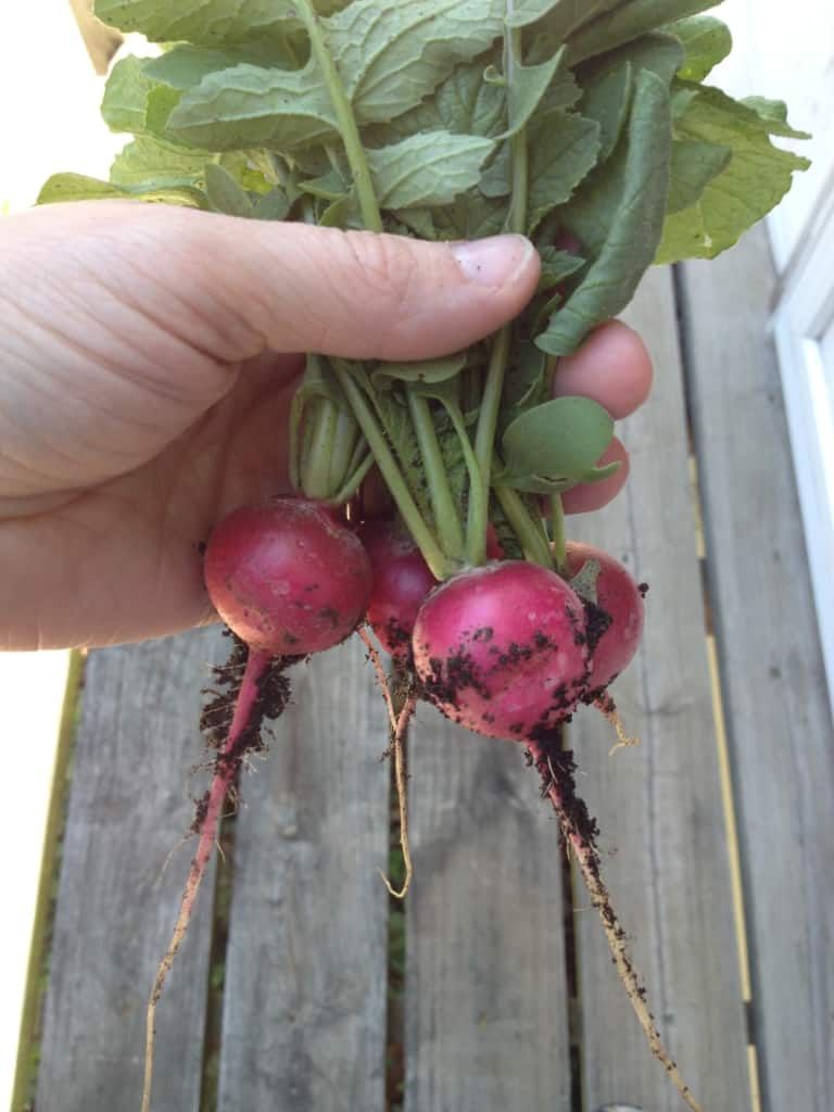 Bunch of small radishes in a woman's hand