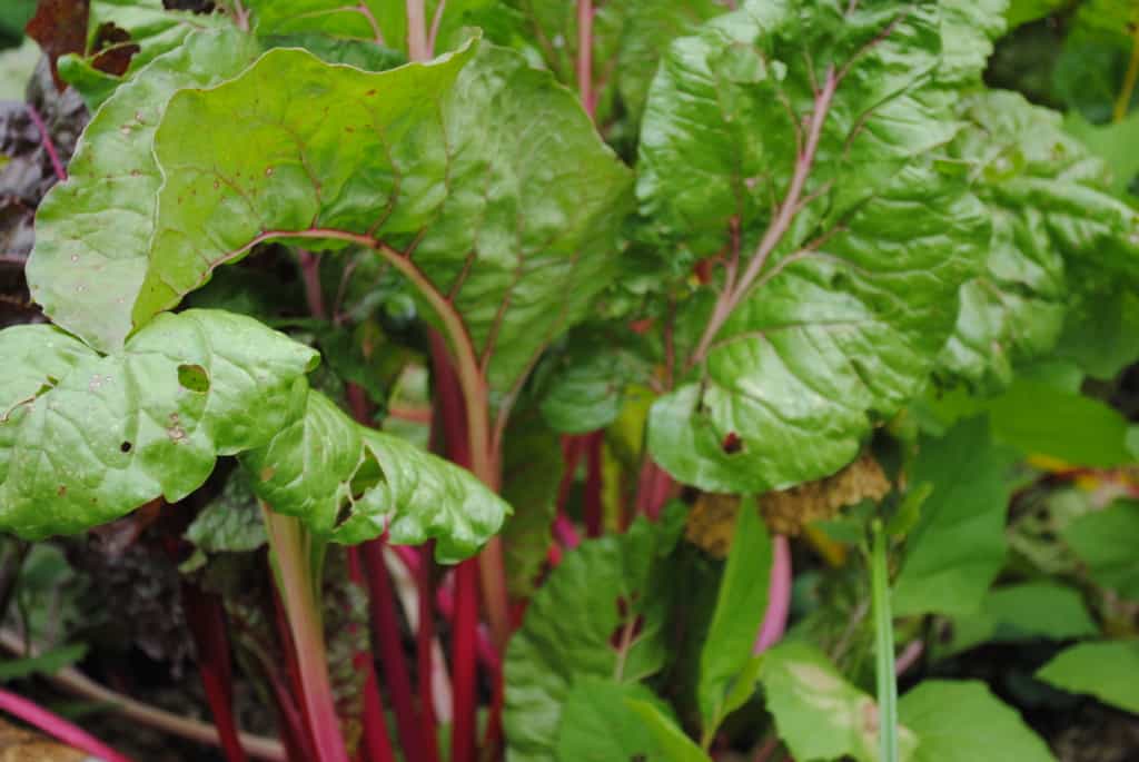 Rainbow chard growing in a garden bed