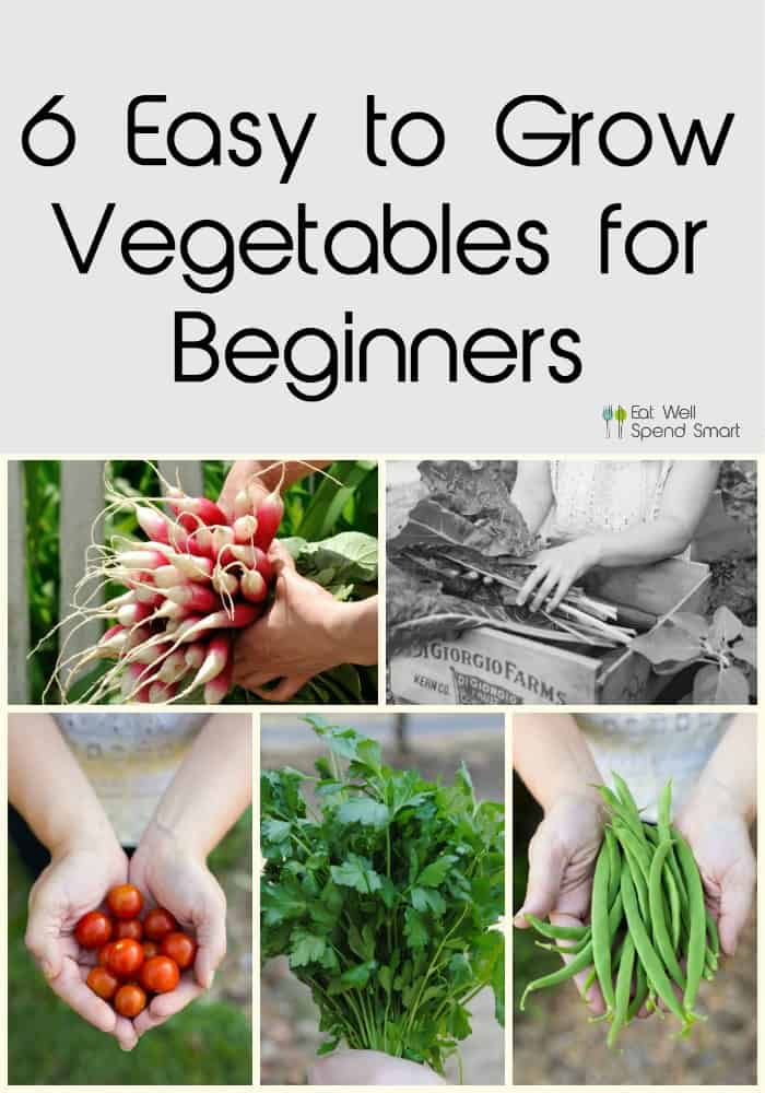 Beginner vegetable garden