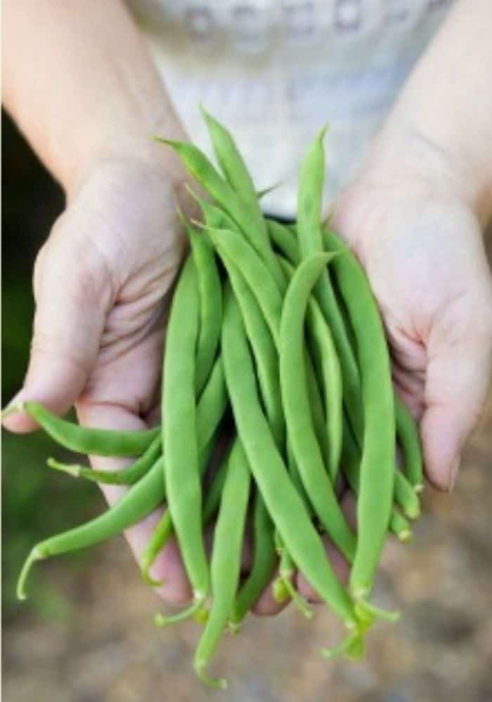 Bunch of green beans in a woman's hand