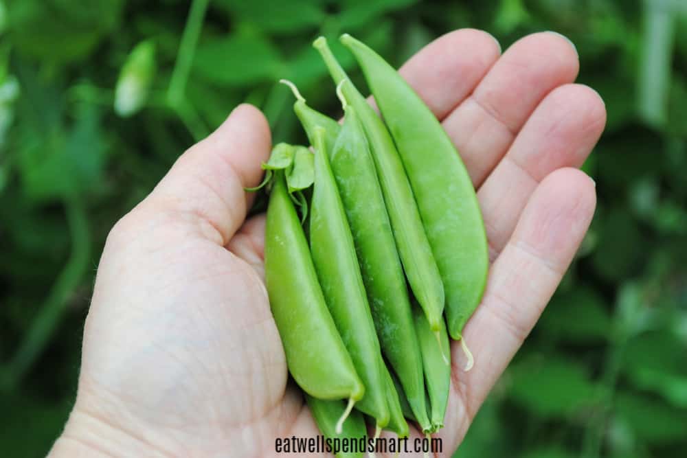 snap peas snack