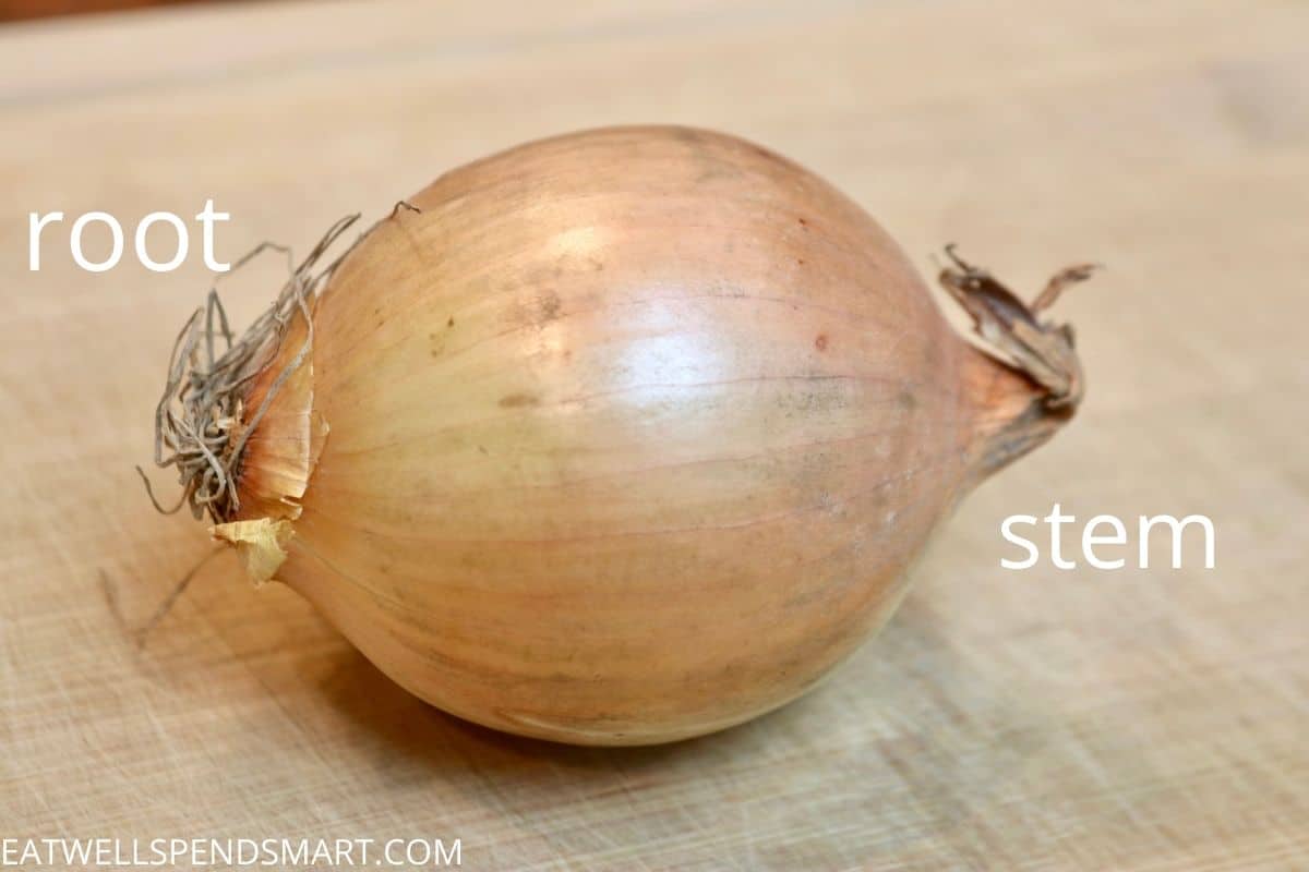 root and stem ends of an onion